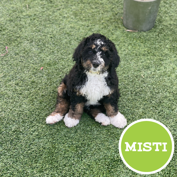 Misti