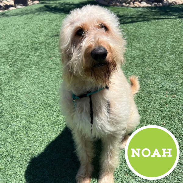 Noah