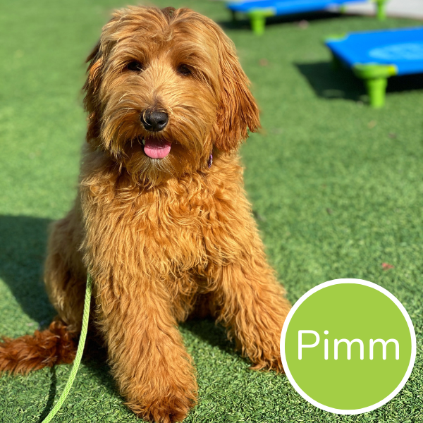 Pimm