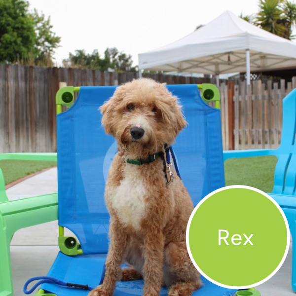 Rex