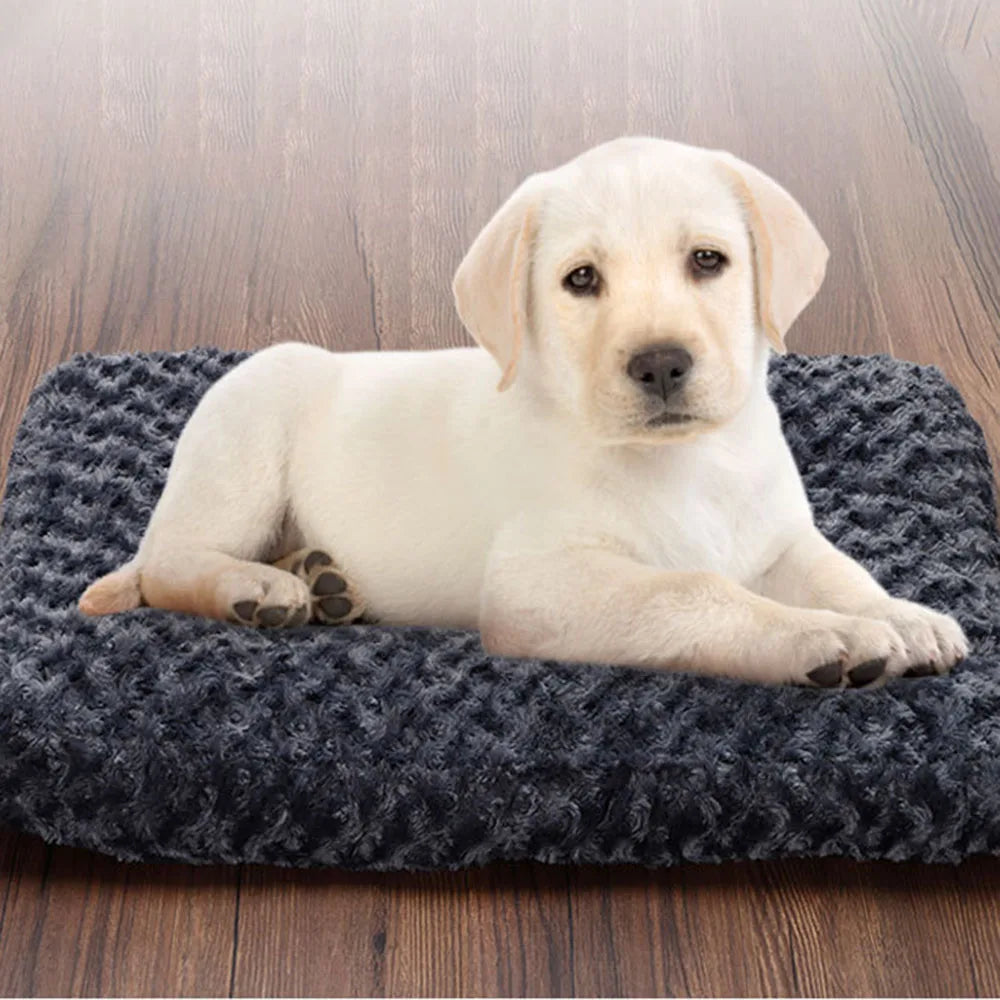 Pet Blanket