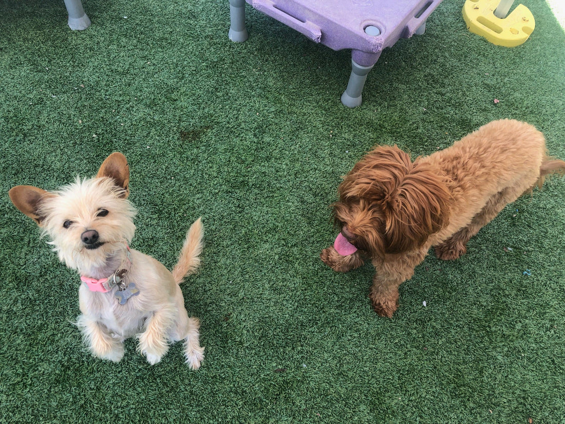 How to Train a Puppy