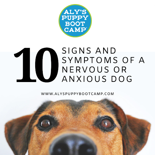 Is Your Dog Anxious or Nervous? Here are the Signs to Look For