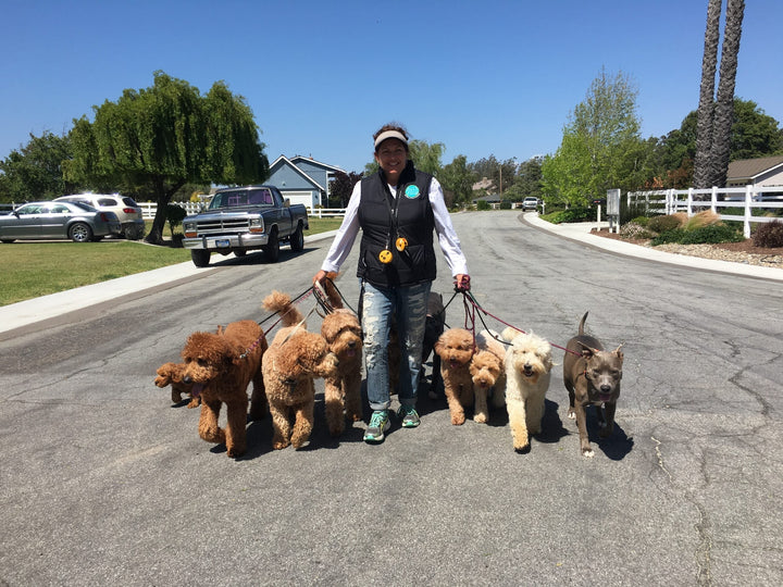 Success Story: Happy Owner of Our Trained Dogs for Sale