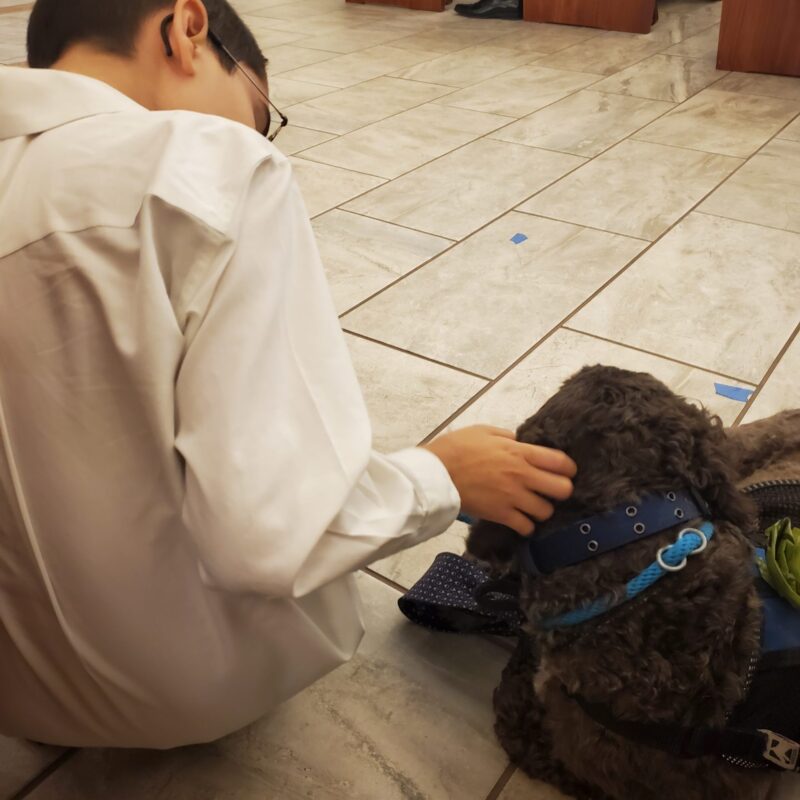 The Magic of a Trained Service Dog: Stories of Companionship