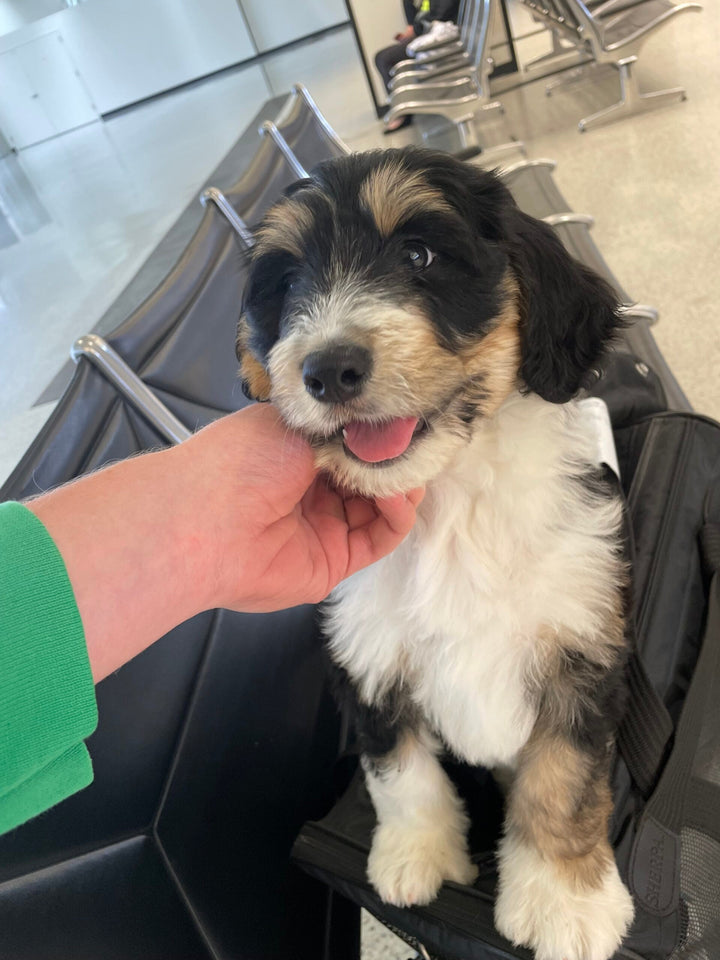 Training Your Dog for Traveling in 2023: Essential Tips 