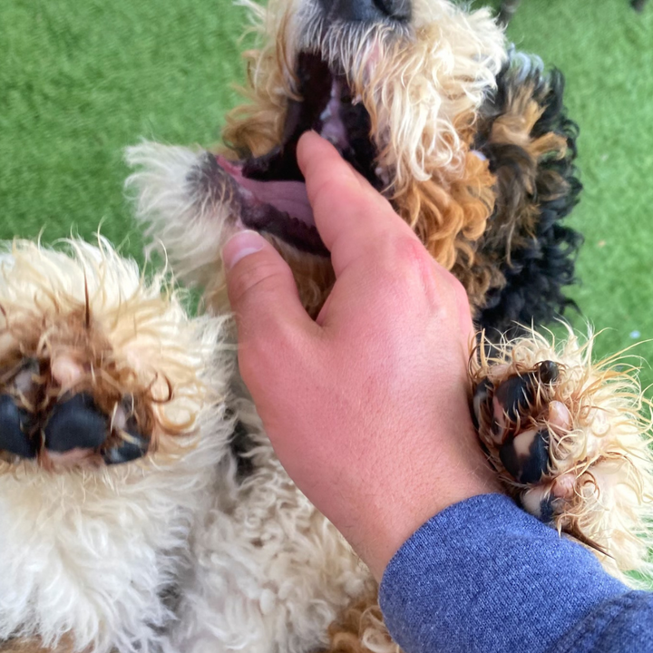 How to Stop Puppy Biting