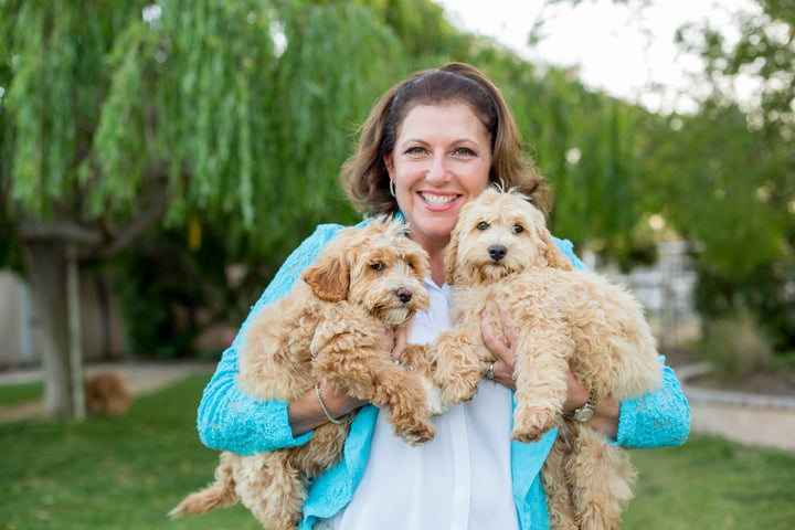 Meet Our Spotlighted Stars: Trained Dogs for Sale