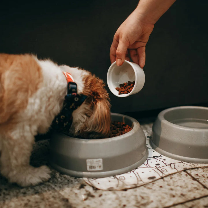 Healthy Dog Food Toppers: Easy Wins for Your Dog’s Bowl