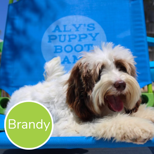 How to Choose the Right Trained Dog for Sale for Your Family