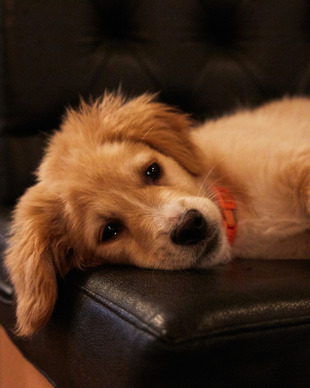 Getting a Deaf Dog’s Attention: How to Lead Without Words