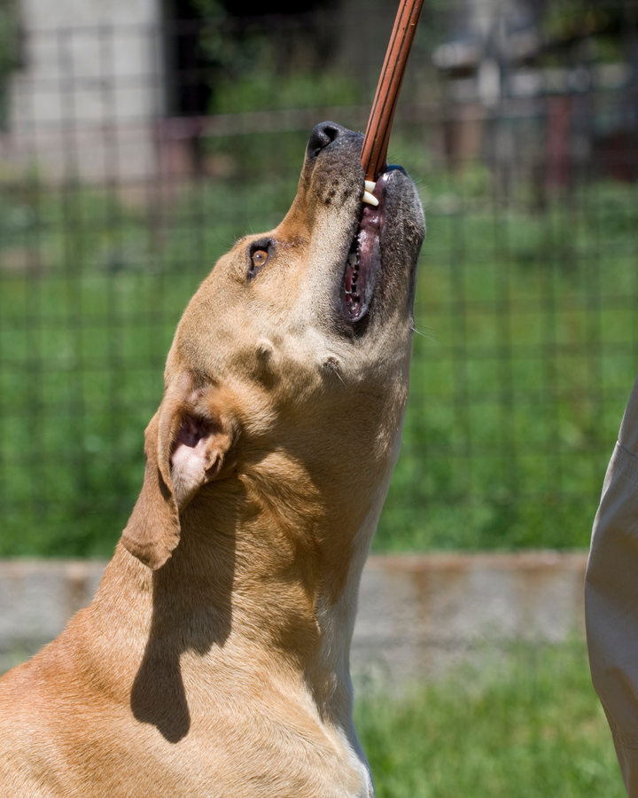 Dog Bite Levels & Aggression in Dogs: Understanding the Ian Dunbar Bite Scale (and What It Misses)