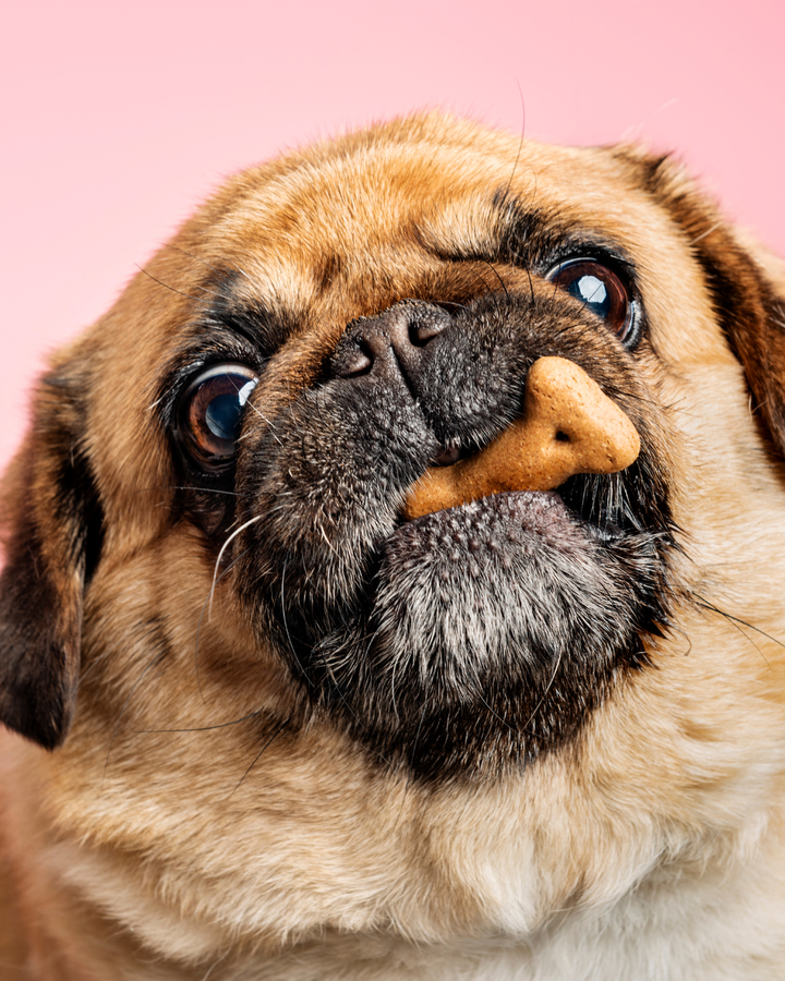 Healthy Dog Food Additives: How to Boost Kibble Without Breaking Balance