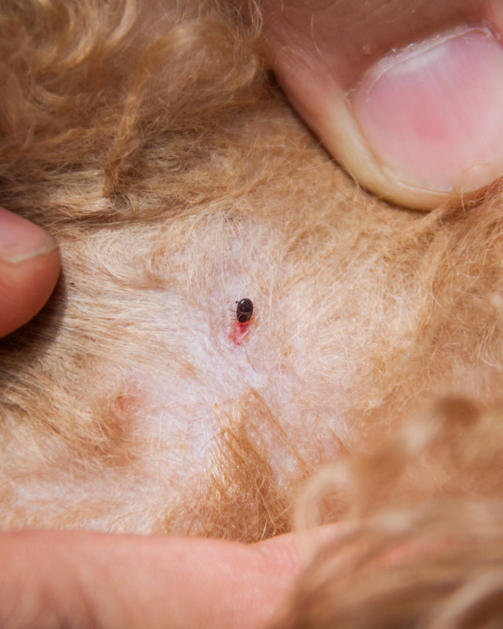 Flea and Tick Protection for Dogs: Do BioPower Pet Tags Really Work?