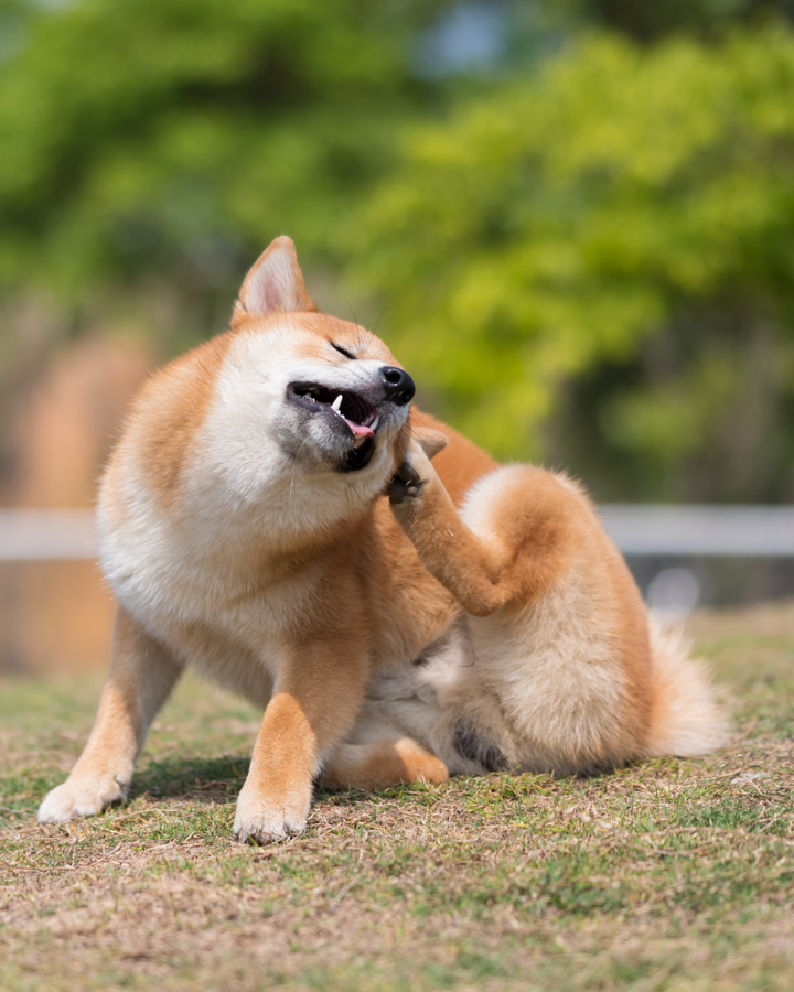 Is It Really Allergies? Let’s Talk Candida Overgrowth