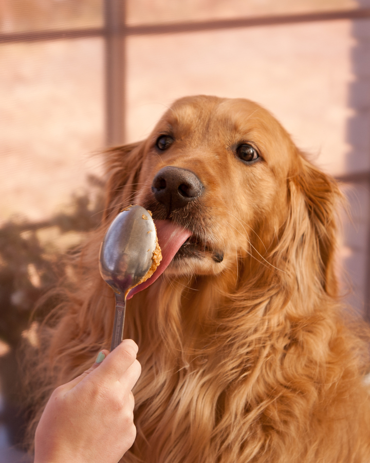 The Real Scoop on Peanut Butter for Dogs