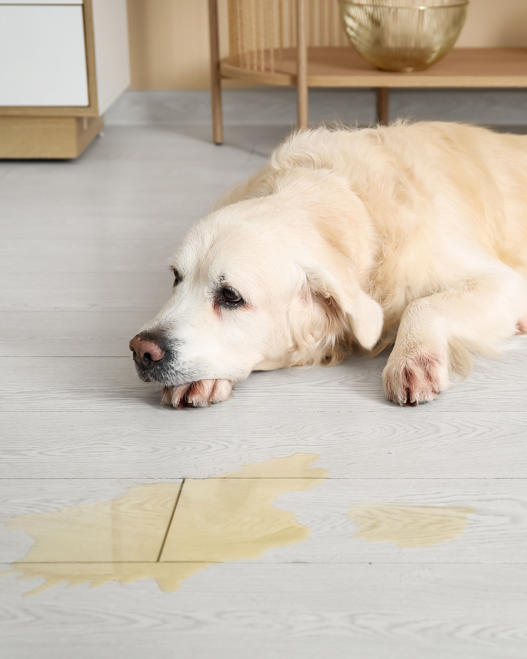 Stop Urine Marking in the House: How to Help Your Dog Make Better Choices