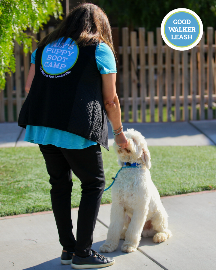 Teaching the Down Command: Why This Advanced Skill Builds Trust, Calmness &amp; True Connection