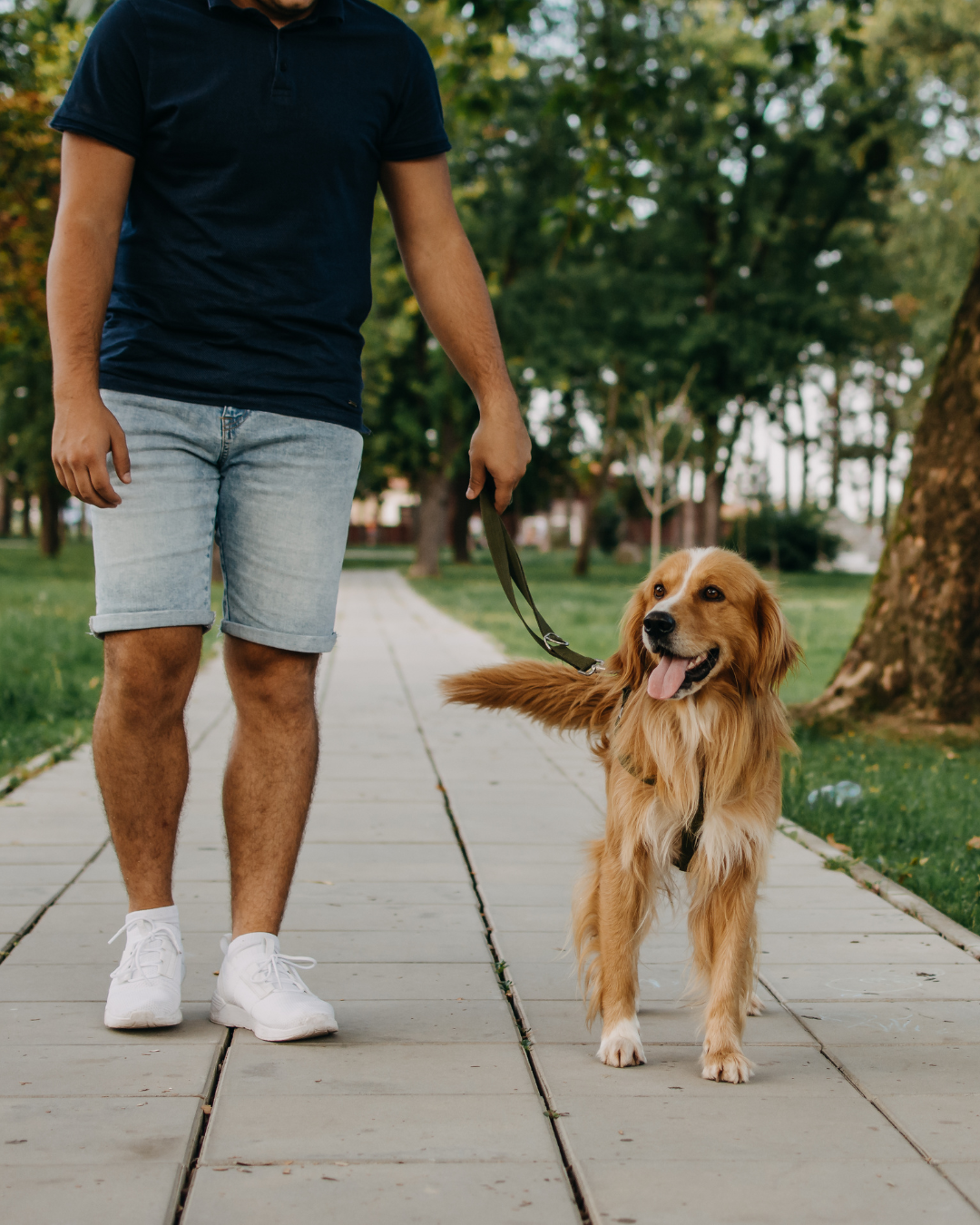 Balanced Dog Walking: The 3-Walk Method That Transforms Your Daily Outings