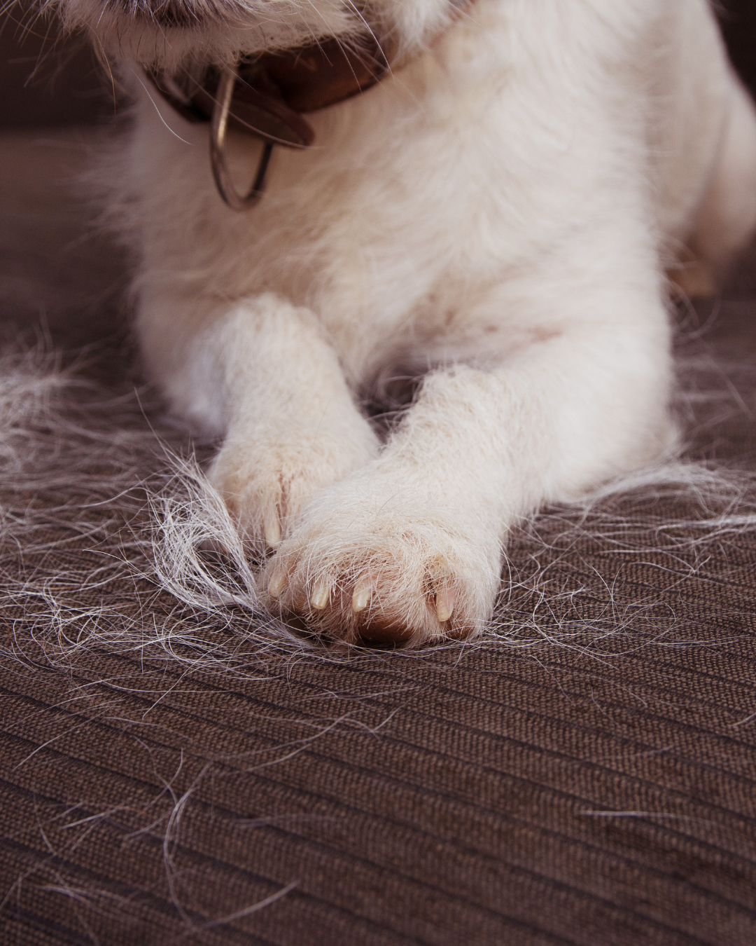 Why Is My Dog Shedding So Much? Aly’s Warm + Real Talk Guide