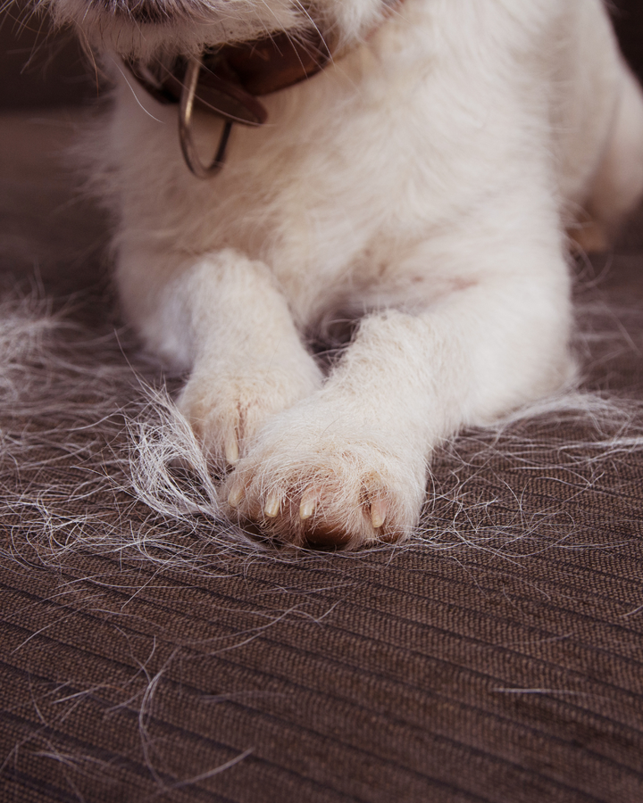 Why Is My Dog Shedding So Much? Aly’s Warm + Real Talk Guide