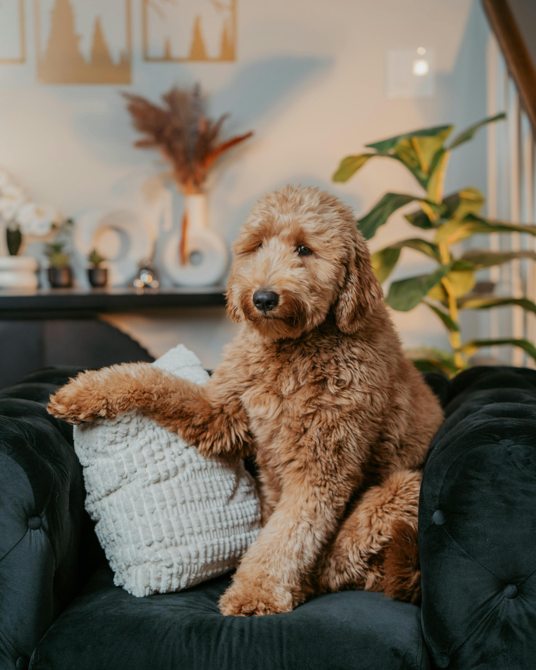 How Long Is Too Long to Leave a Dog Home Alone? Let’s Be Honest.