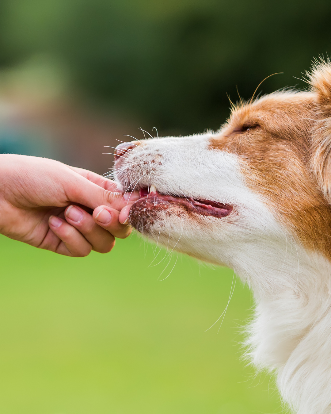 Health risks of spicy foods for dogs