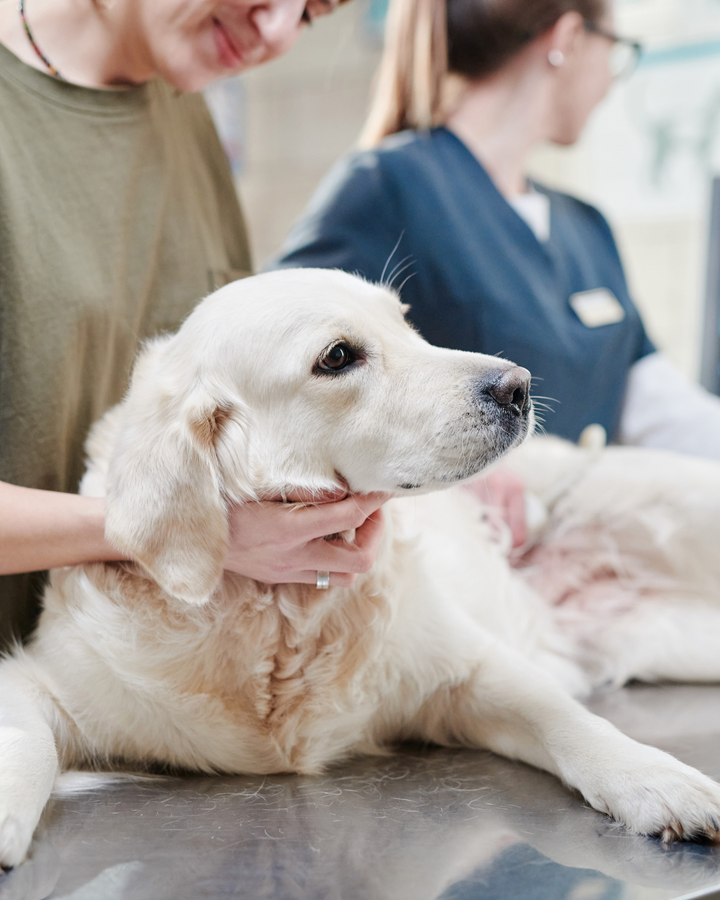 What’s This Lump on My Dog? Let’s Talk Lipomas (Before You Panic)