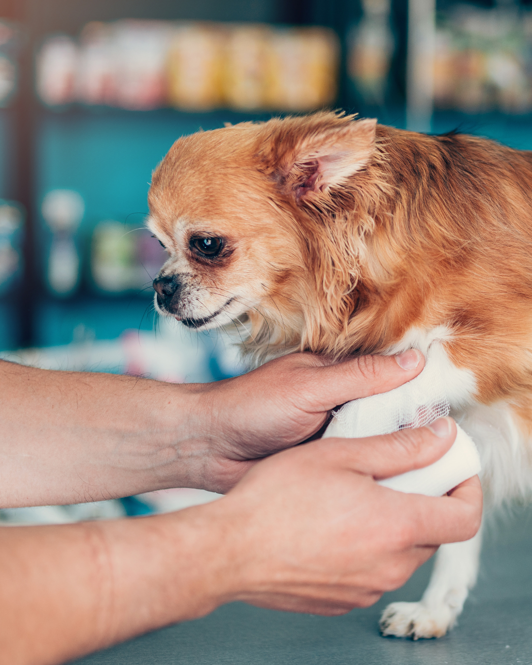 How to Tell If Your Dog Is in Pain — The Signals Most People Miss
