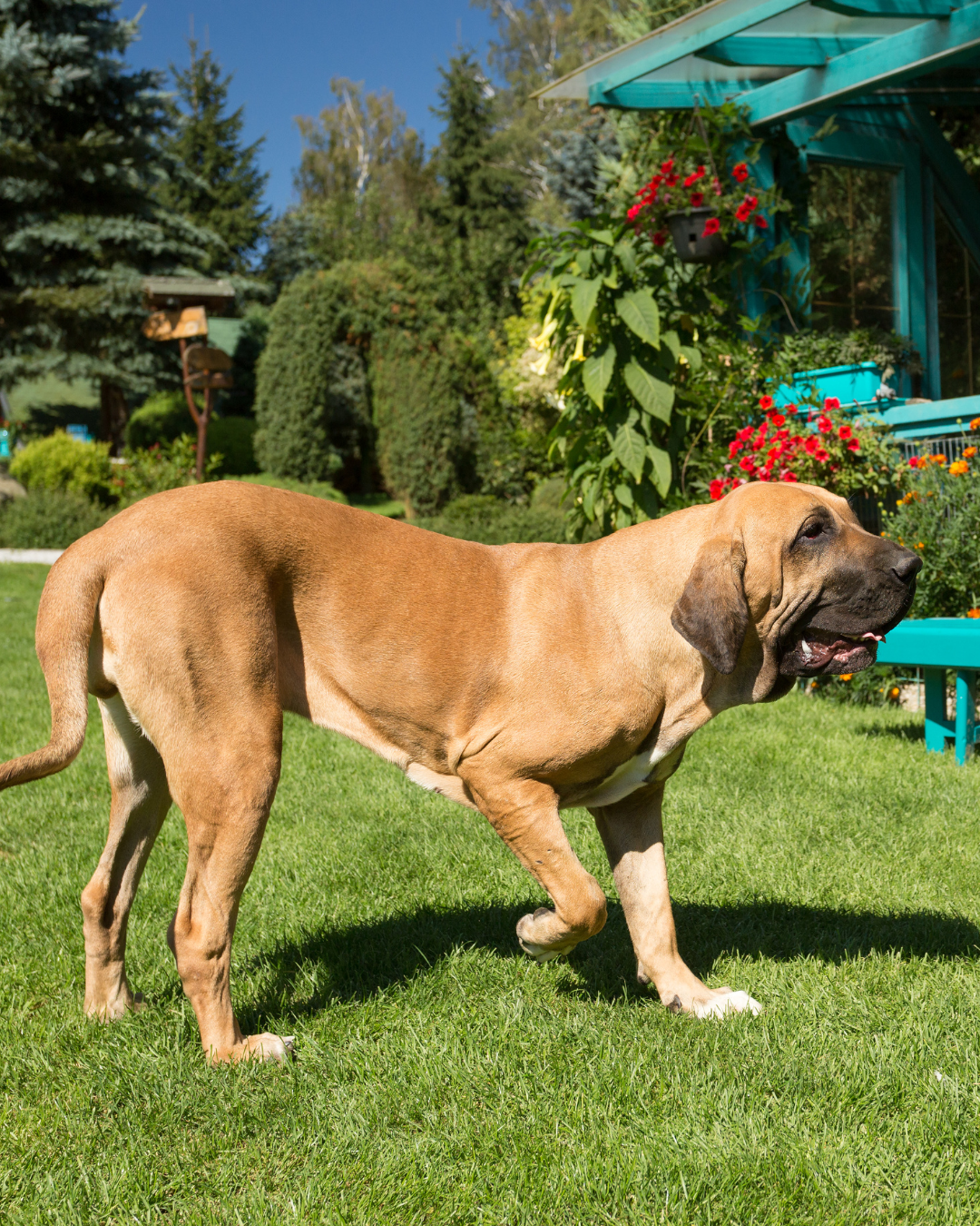 Dog Tremors and Muscle Spasms: What They Mean and When to Pay Attention