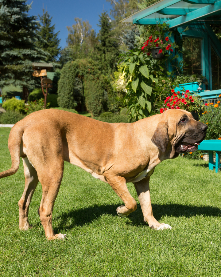 Dog Tremors and Muscle Spasms: What They Mean and When to Pay Attention