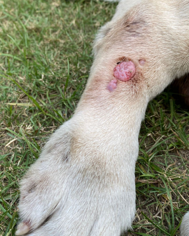 What Is a Sebaceous Cyst or Adenoma on a Dog? (And When to Worry)