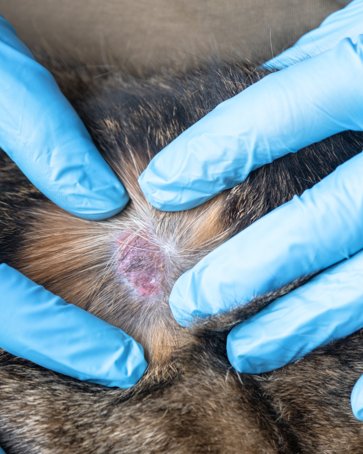 Is That Ringworm or a Hot Spot on My Dog? Here’s How to Tell