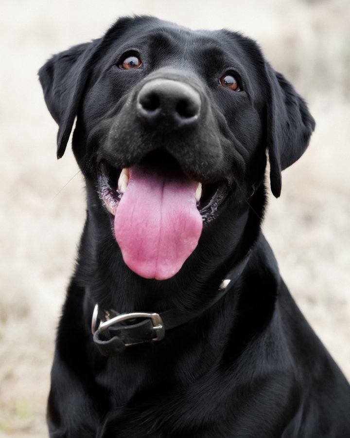 Can You Spay a Dog in Heat? Let’s Talk About It…
