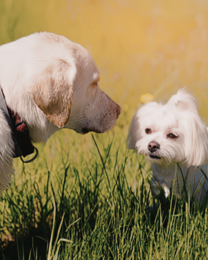 How to Introduce a Puppy to an Older Dog (Without Creating Chaos)
