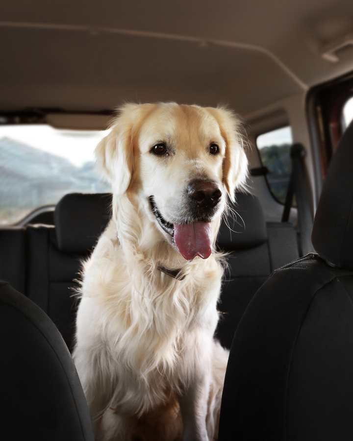 How to Get Dog Hair Out of the Car (Without Losing Your Mind)