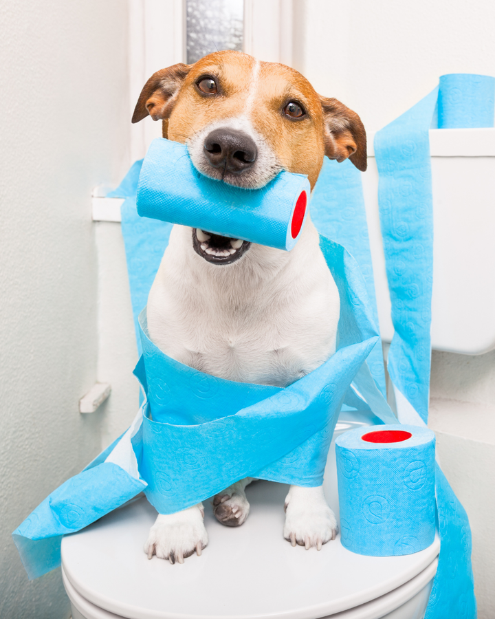 Laxatives for Dog Constipation: What Helps, What Hurts, and When to Call the Vet