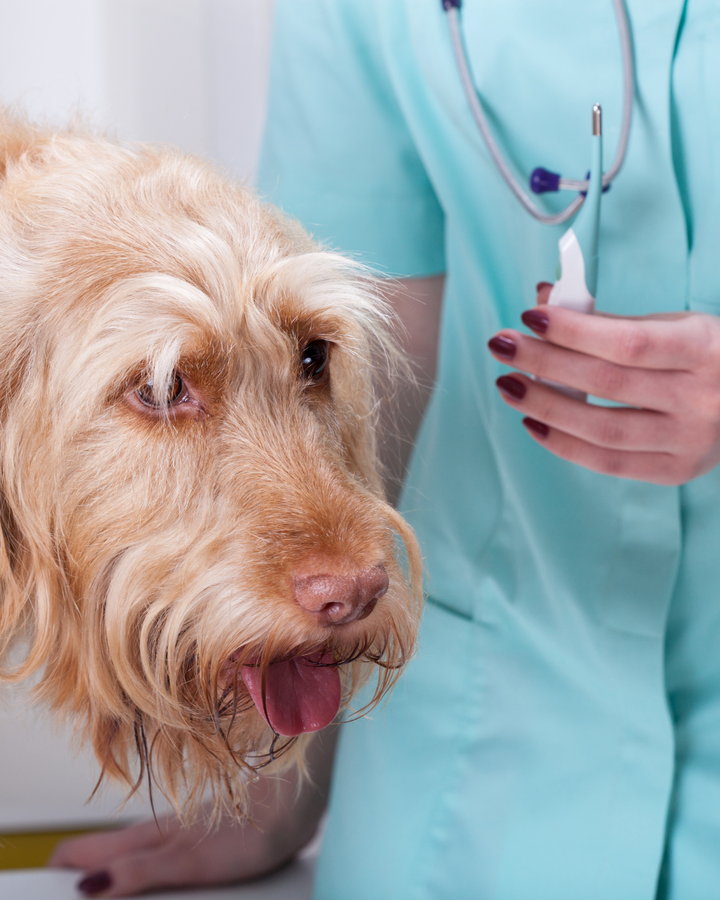 How to Take Your Dog’s Temperature (And Know When It Matters)