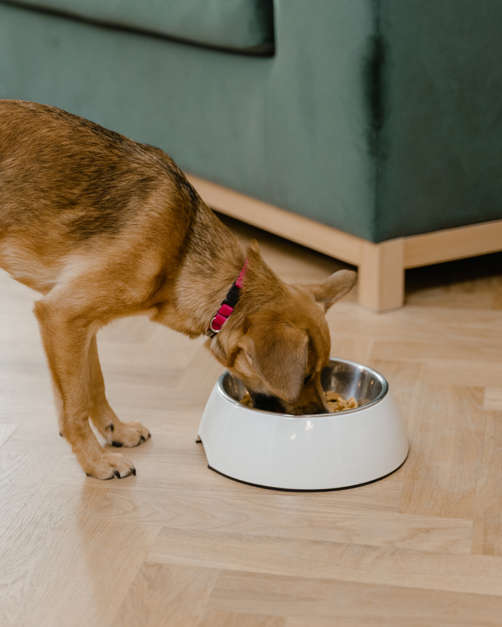 High-Protein, Low-Carb & Keto Dog Food