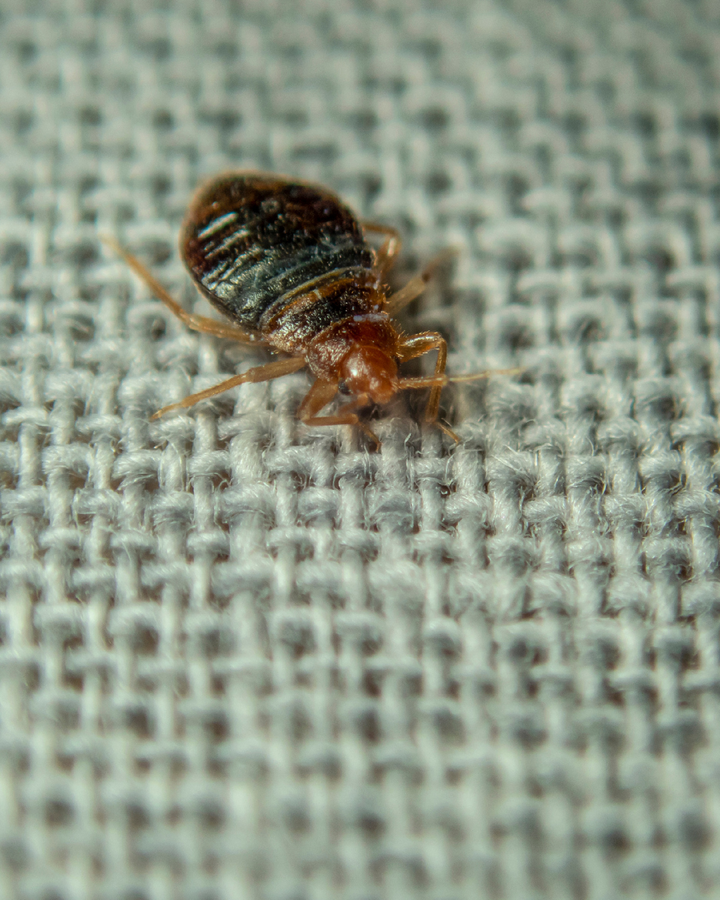 Do Bed Bugs Bite Dogs?
