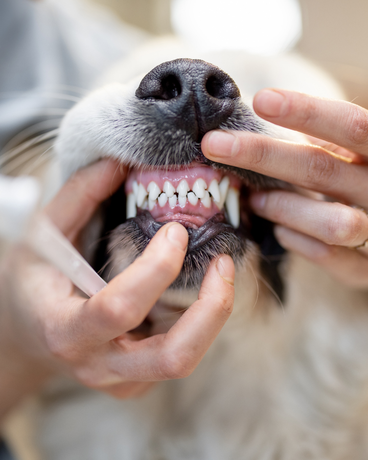 Earlier Detection of Periodontal Disease