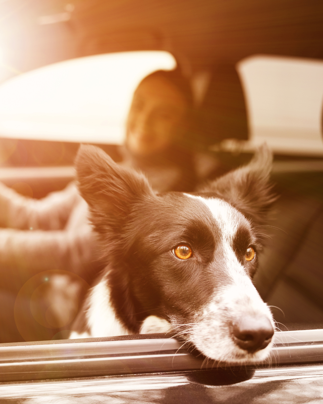 Traveling With Your Dog: 73% Would Rather Road Trip Than Leave Their Pet Behind. Is Your Dog Ready to Go?