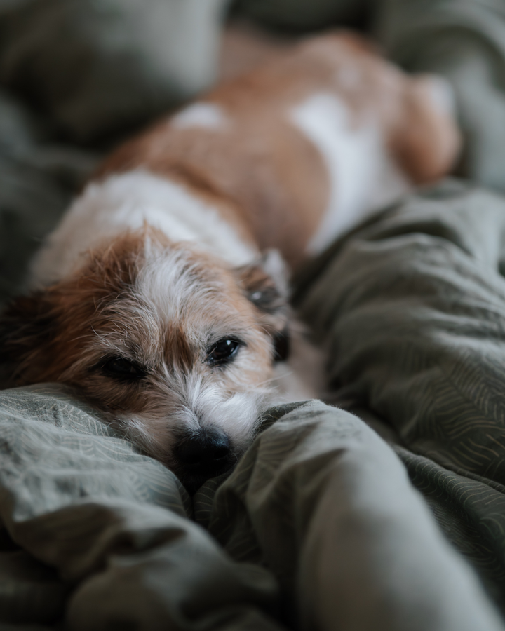 Heartworms in Dogs: The Silent Threat You Don’t Want to Miss