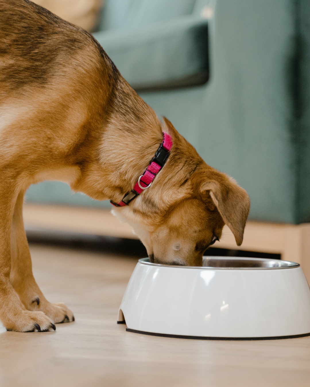 How to Switch Your Dog’s Food (Without Wrecking Their Tummy)