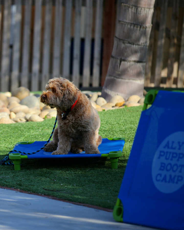 To Crate or Not to Crate? Why Smart Dog Owners Say “Yes!”