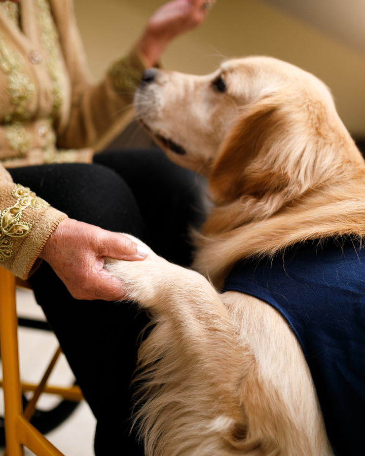 Service Dog vs Emotional Support Dog vs Therapy Dog: What’s the Difference?