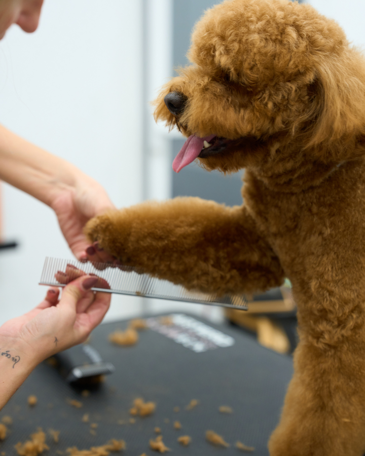 Top Tips for Tangle-Free Doodles: Grooming That Keeps Your Curly Canine Happy