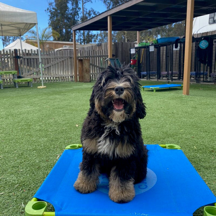 From Chaos to Calm: Managing High-Energy Dogs