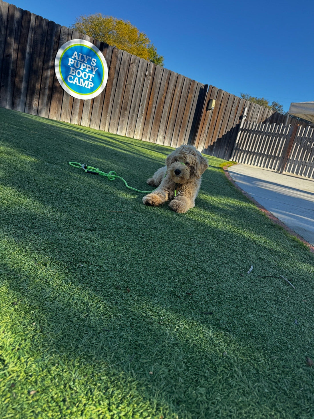 Understanding Canine Dysfunctional Behavior: Autism-Like Traits in Dogs