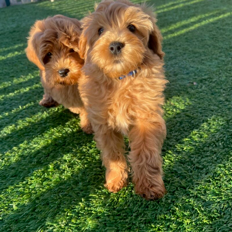 From Puppy to Perfect Companion: Why Our Trained Dogs Make a Big Difference